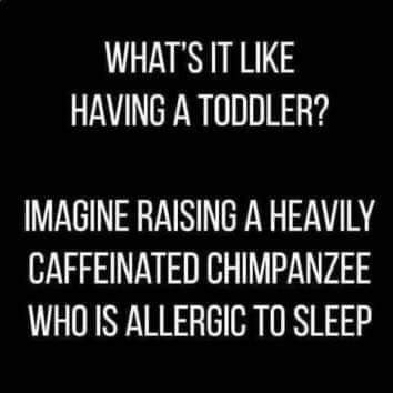 bricks4kidzgla's tweet photo. I'll take the chimpanzee 😂 https://t.co/BEiVFrf5Ps