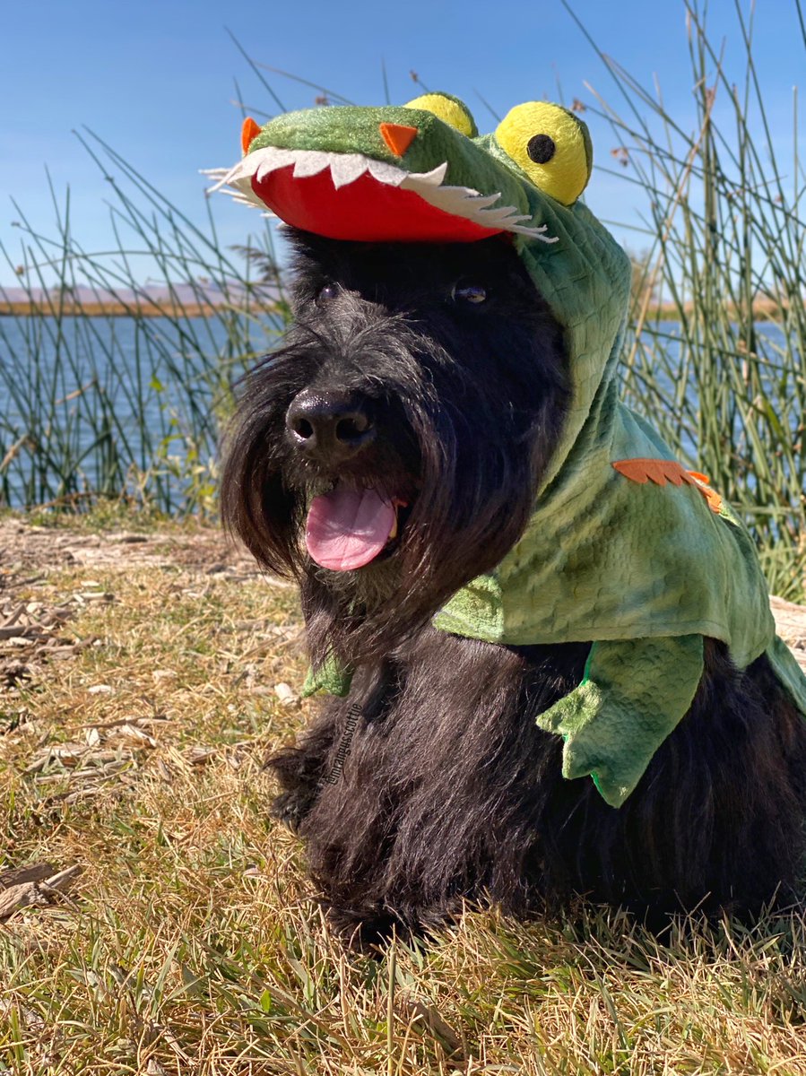 This is the floof-skirted crocodile. He is found near fresh water and all the places the squirrels hang out. He is recognized by his ferocious teef and large Bork. If found, do not attempt to pet. Just leave all your cheese and walk way slowly. 
Happy #ReptileAwarenessDay
#dog