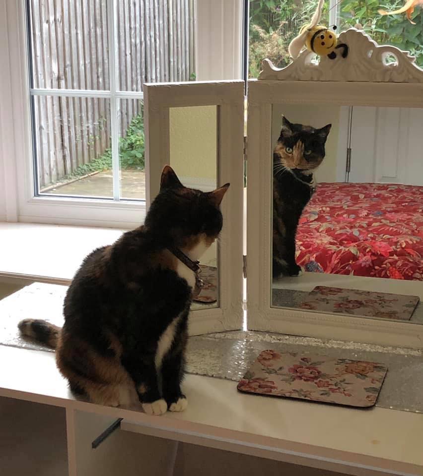 Rosymck's tweet photo. Katy cat looking in the mirror hmmmm who is that in the mirror, is it really ME! https://t.co/C925ePkB7r