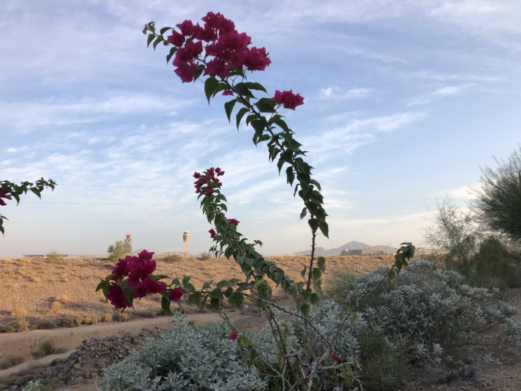 VaughnHillyard's tweet photo. Good morning from the desert, where we can say that one million ballots have now been cast in Arizona!

Live with @craigmelvin next at the spot that initial processing is taking place, @RunbeckElection—> https://t.co/SIy60Jyqc5