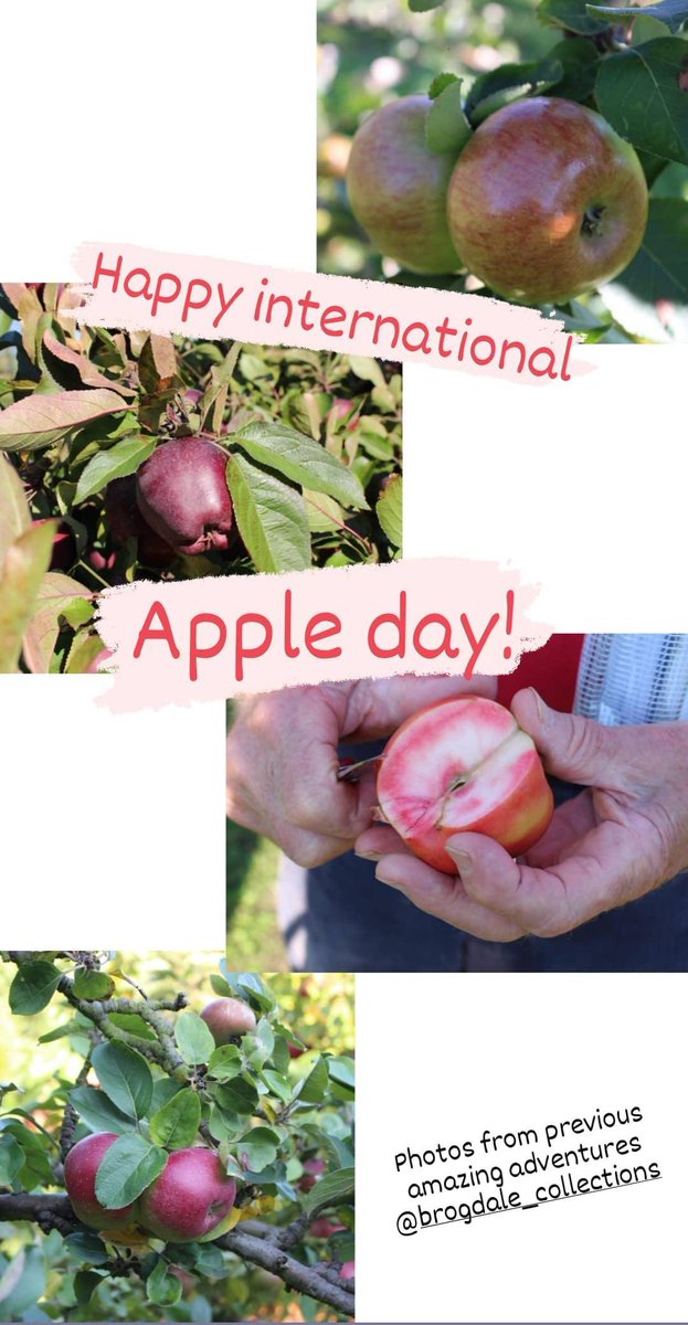Happy international apple day 🍏🍎 <a href="/VisitBrogdale/">Brogdale Collections</a>