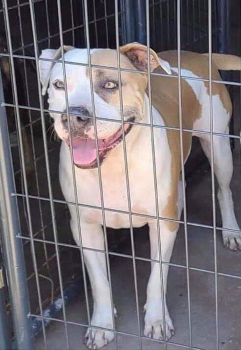 Bernie is a 65lb snuggly lovable guy looking for a forever home. He was saved from being euthanized. 
#furrytalesanimalrescue #adoptme #americanbulldog #mixedbreed #young #dogfriendly