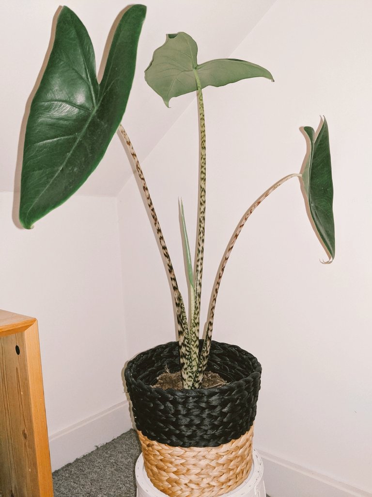  My pride and joy, an alocasia zebrina  sadly lost the smallest leaf in an overwatering incident but she bounced back!!