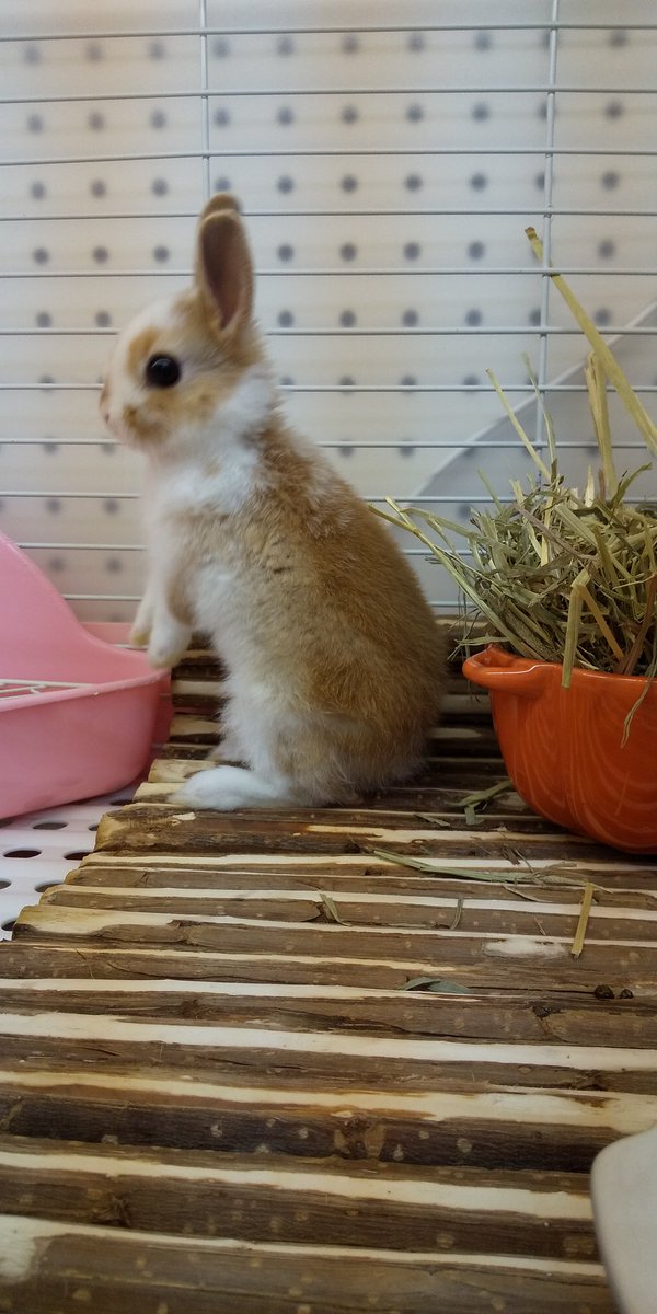 Saori Mama ミニウサギです 大きくなって 懐くと嬉しいな ウサギ可愛い