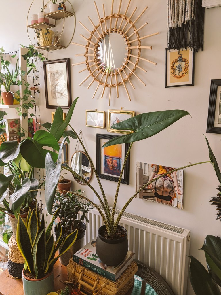  My pride and joy, an alocasia zebrina  sadly lost the smallest leaf in an overwatering incident but she bounced back!!