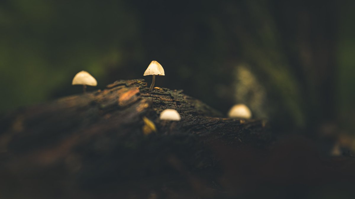 Just been out in the rain capturing some footage from a forest floor short. Loved this little scene. 😍🍄
#photography #mushroomphotography #fungus #naturephotography #art #mycologysociety #nature #love #mycology #forest #fungiphotography #mushroomsociety #naturelovers #mushroom