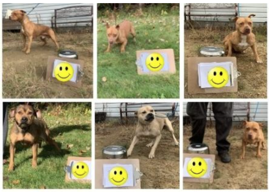 #NotForgotten23 Help rehab these bullies seized from a home #Canada gf.me/u/y4uttn