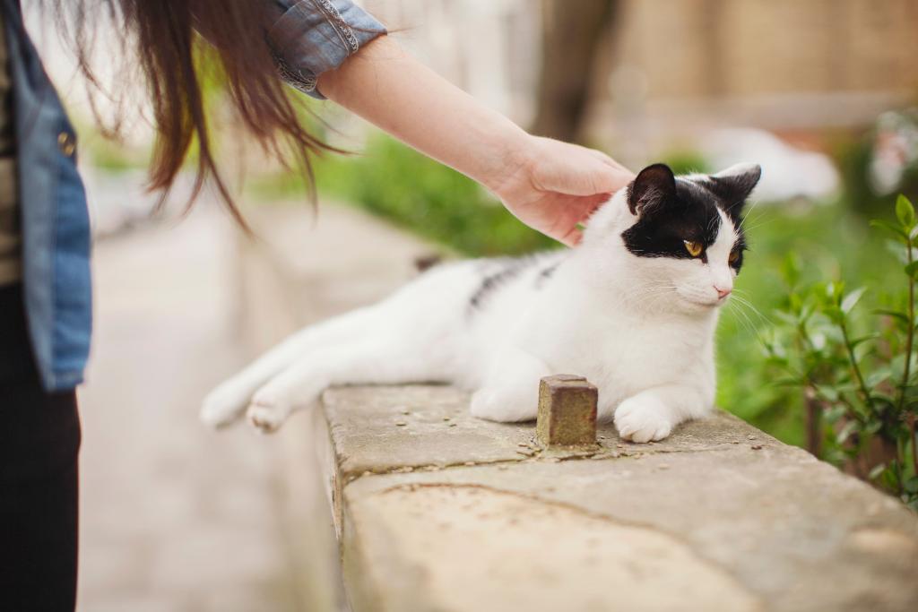 DogandCatLover4's tweet photo. BACKED BY SCIENCE POWERED BY LOVE We're on a mission to improve the lives of pets by empowering the people who love them. https://t.co/nDCunKJ8XG