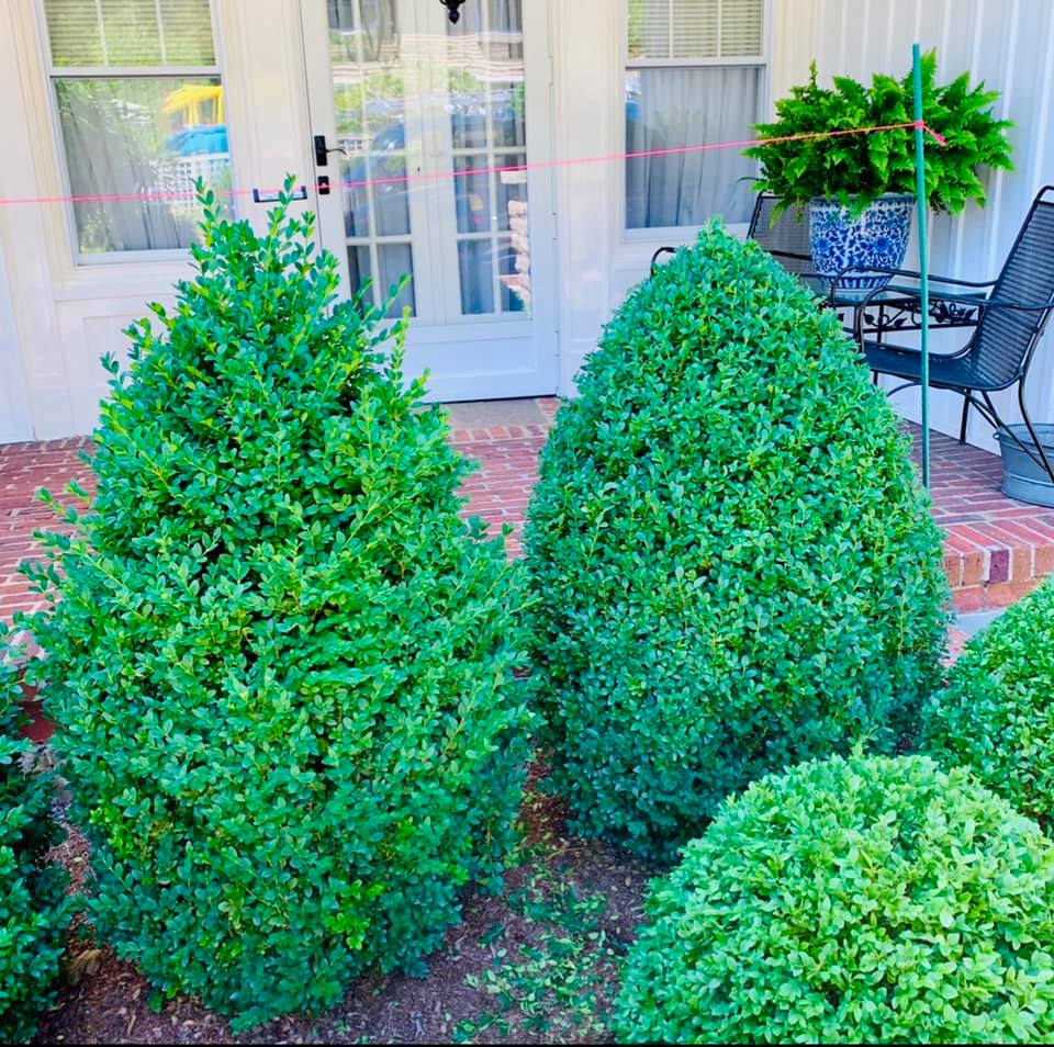in_landscape's tweet photo. Caring for landscapes is joy. https://t.co/8eDfz6nTwX Check out our landscape courses & our pruning tools! #inthelandscape https://t.co/1G1m36619z