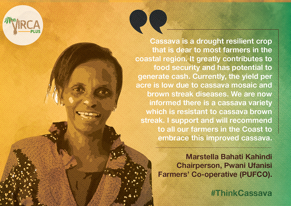 VIRCA Plus Cassava tweet media