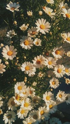 jimin as beautiful flowers-a thread