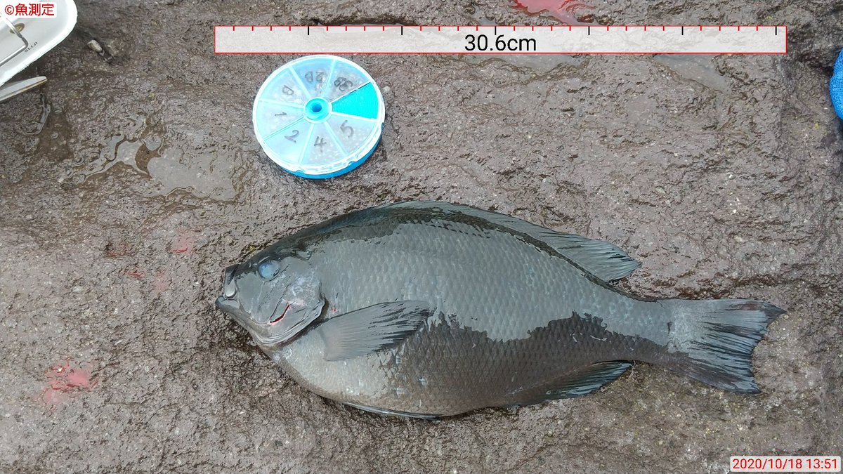 木っ端祭りだったけど、久々の30cmに届きました❗️
脂乗ってて美味しく頂きました❗️