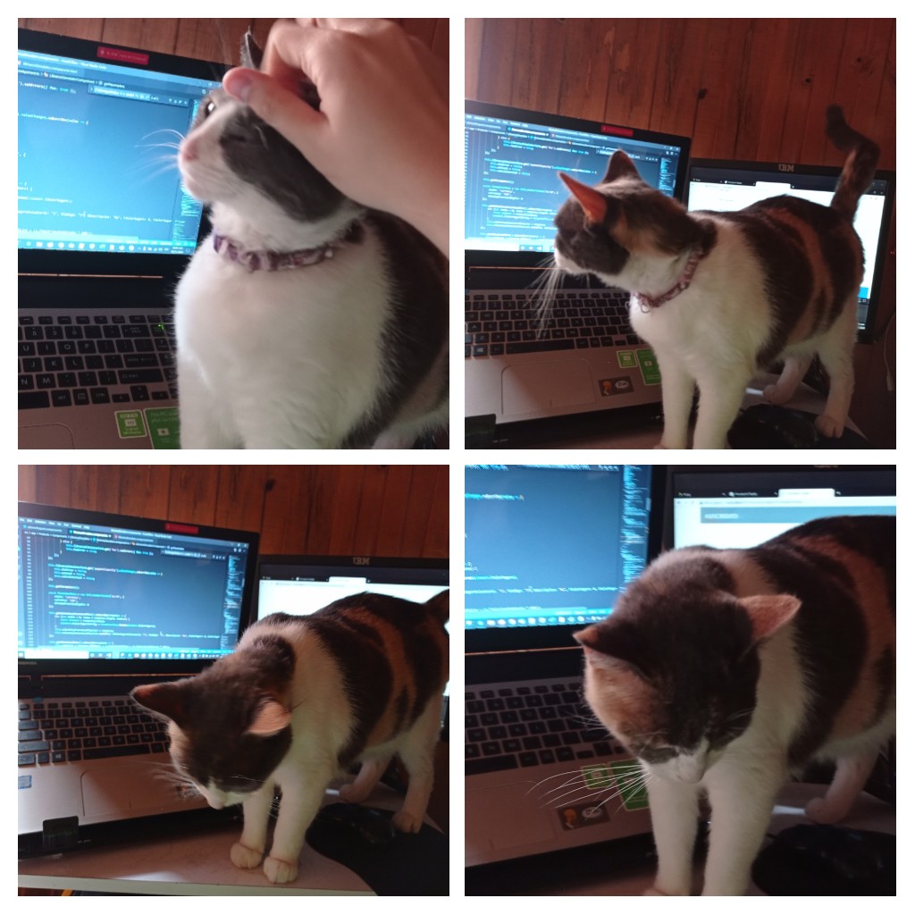 Remusqs1's tweet image. No me quieren dejar hacer la trabajación. Así no puedo comprar las whiskas #CodingWithCats