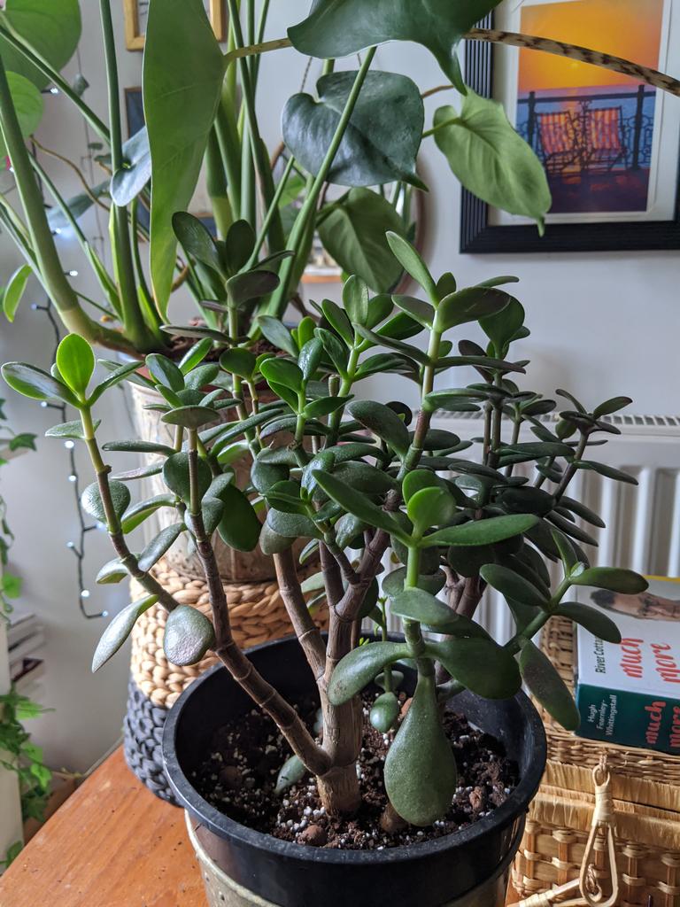  my jade plant suffered in a direct sunlight situation, so I removed the burnt leaves and decided to propegate them as an experiment! Now I have babies AND a healthier jade plant 