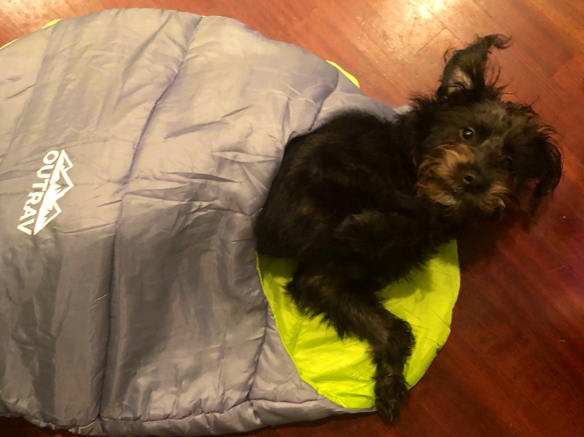 For those curious. I bought Dodger a sleeping bag because it’s that time in the election calendar. It goes:
- 14 days out
- buy your dog a sleeping bag days put
- 12 days out