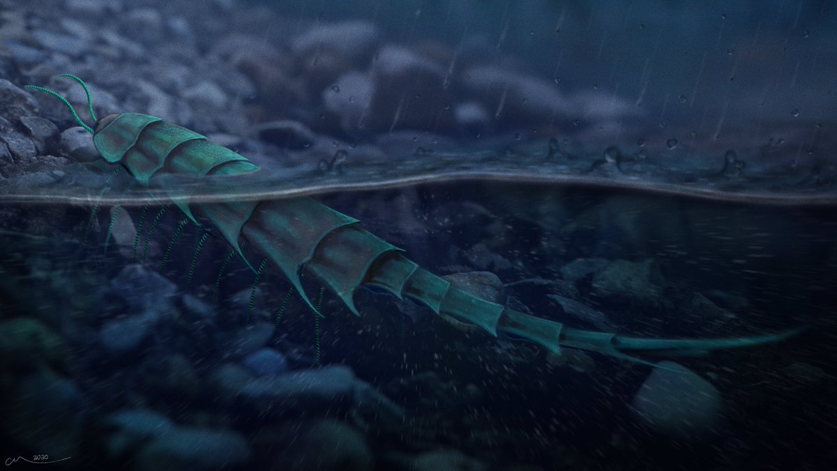 Prehistorica_CM's tweet image. Meet Ericixerxes potii, a new Devonian euthycarcinoid (extinct, elusive relatives of myriapods like centipedes and millipedes) named after a hedgehog. 
This arthropod could breathe in the water and on land!

Paper is open access below -&amp;gt;

royalsocietypublishing.org/doi/10.1098/rs…