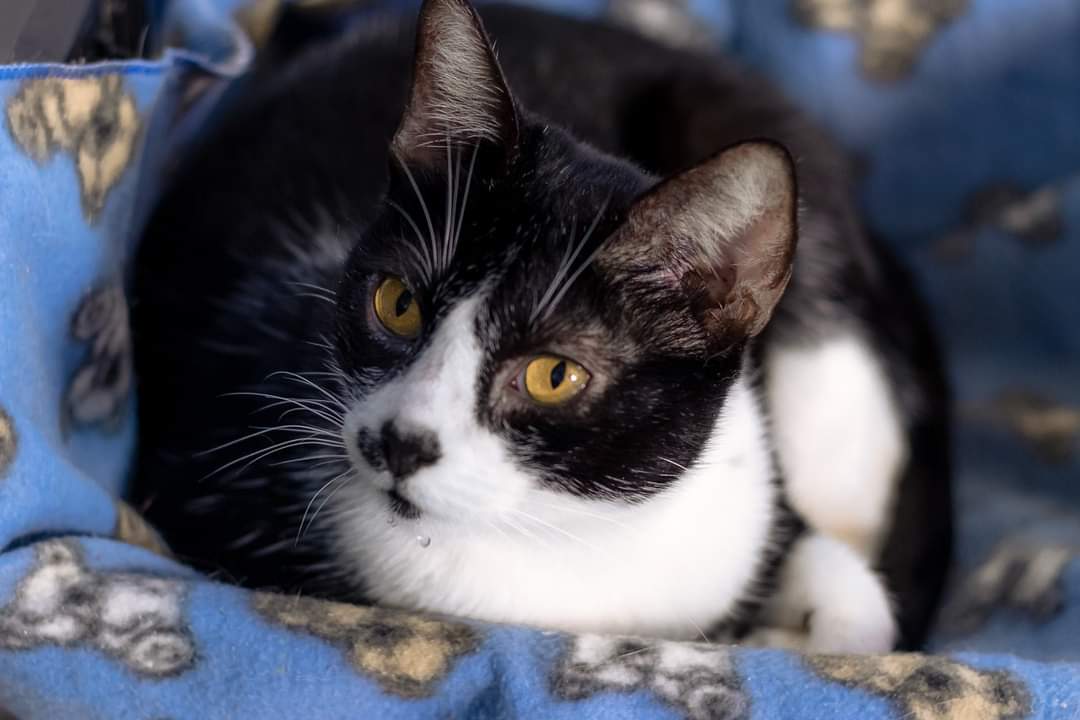 catlandrescue's tweet image. Marselha foi resgatada de uma acumuladora, lugar nada propício para se viver. Doce, tranquila e linda são atributos pequenos para Marselha, que merece um lar cheio de carinho e afeto! ❤️💕

Adote a Marselha:
catland.org.br/Animals/Detail…