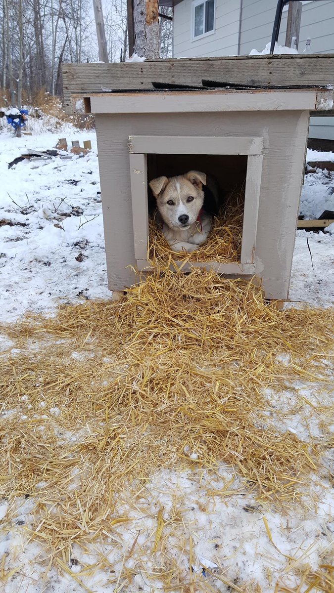 Wouldn't it be great if land based programs/schools built dog houses for their communities?!

PS. You should be building dog houses for your communities. 

#saverezdogs #landbasededucation