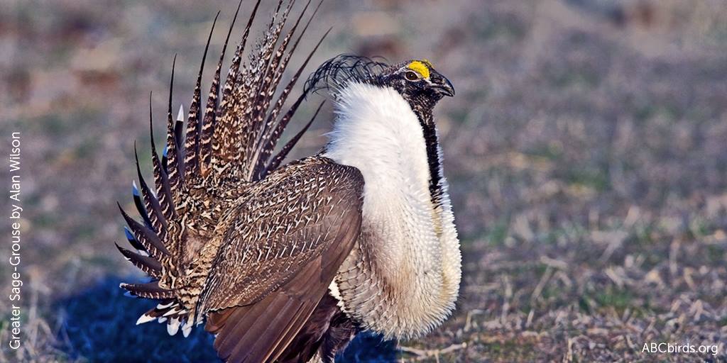 Retweet to urge <a href="/SpeakerPelosi/">Nancy Pelosi</a> @LeaderHoyer &amp; Rep. <a href="/NitaLowey/">Archive: Nita Lowey</a> to oppose the #sagegrouse rider and all legislation that interferes with science-based decision making &amp; undermines the #EndangeredSpeciesAct! #StopExtinction