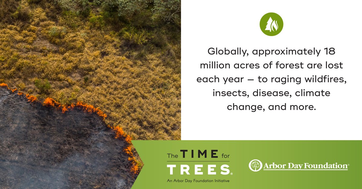 arborday's tweet image. We lose so many trees every year. 

The #TimeForTrees will help bring them back. 

timefortrees.org