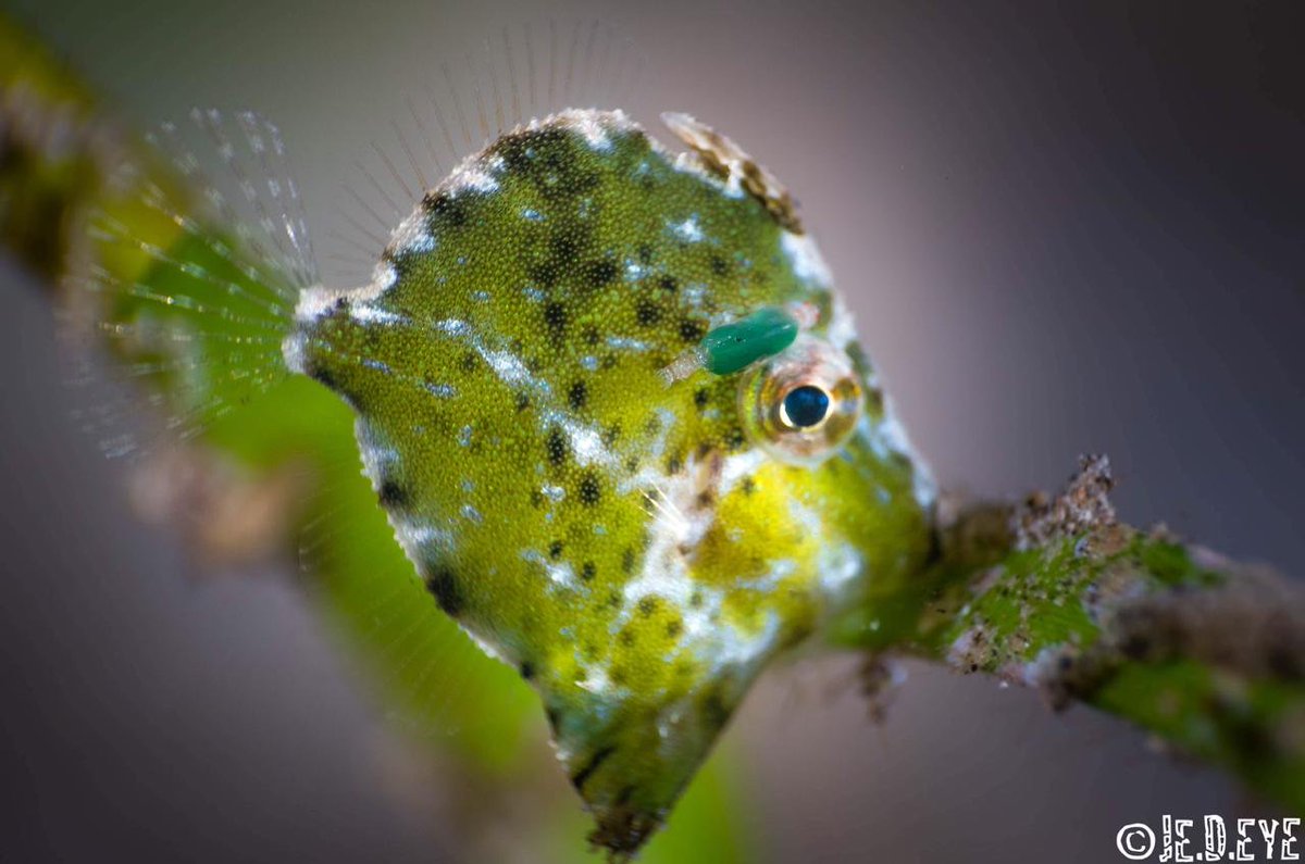 woodlab_uw's tweet photo. If form and function don't make you #FallInLoveWithParasites, then how about how colorful they can be? Gnathiids obtain colorful bodies based on their last bloodmeal. This can be a good hint as to which type of fish they last fed on. https://t.co/HiSEqD4EkS