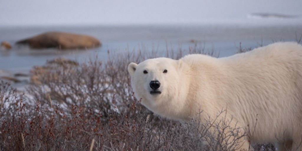 PolarBears's tweet photo. "Polar Bear Season Kick-off" -- join us for this LIVE CHAT at 1 pm CT today as we launch another fantastic bear season! Find out how this year may be different for our white, furry friends: https://t.co/xILYG0yuM5 Photo by Kieran McIver/polarbearsinternational.org https://t.co/YF7icqhw9z