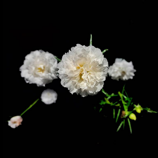 academiachaplin's tweet photo. ⭐⭐⭐ Presentamos la Fotografía Destacada del día felicidades a @millervphoto ⭐⭐⭐
#lowkeyphotos #nature #igerschaplin #mobile_graphy
Utiliza nuestra etiqueta #igerschaplin. https://t.co/52rbW25S0o
