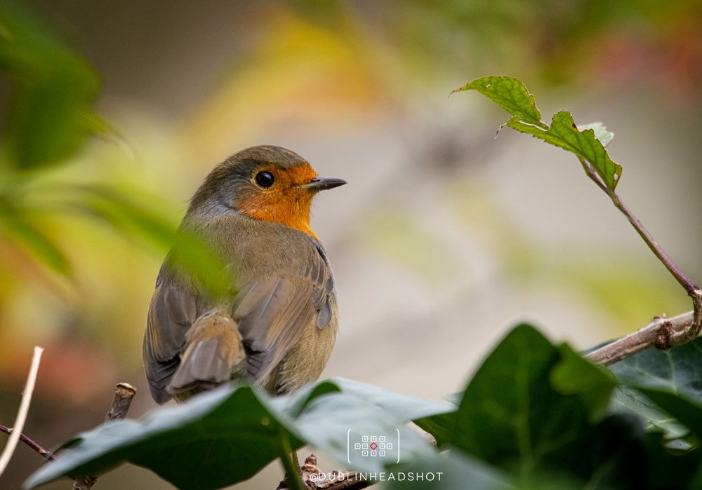 Dublinheadshot's tweet photo. A day without a photo of Robin would be... #nature #birdphotography #birdwatching #dublin https://t.co/mGmmBY1YA3