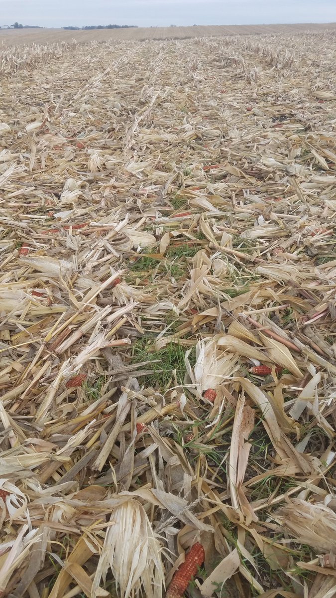 August 20th interseeded #covercrop with <a href="/rantizosprays/">Rantizo</a> looking flashy! Annual rye at 20#/ac and hairy vetch at 5#/ac. Keeping that soil covered through the harsh wintery weather is great to see! Interested in interseeding? Please reach out. We can help you! #soilhealth #farming