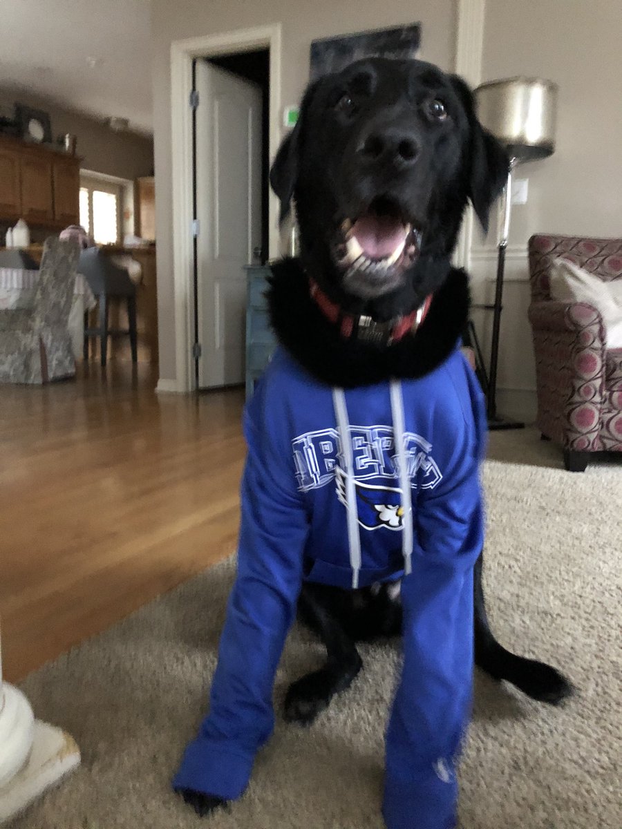 lillyloren29's tweet photo. Bow the Black Lab is reppinβ the Liberty Blue jays! π@Blue_Jay_Nation @LHSJAYS #bluejayspirit #bigdog https://t.co/22snu5JAbA