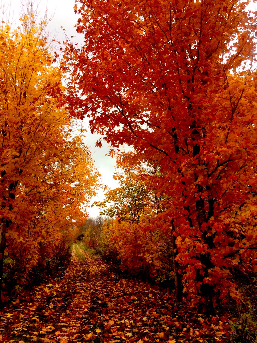 eloraguy's tweet photo. West Luther Trail - Worth the drive to check out the fall colours in @TwpWellNorth along Wellington Cty. Rd. 16. @wellingtncounty #autumnvibes https://t.co/87UTlWZF8H