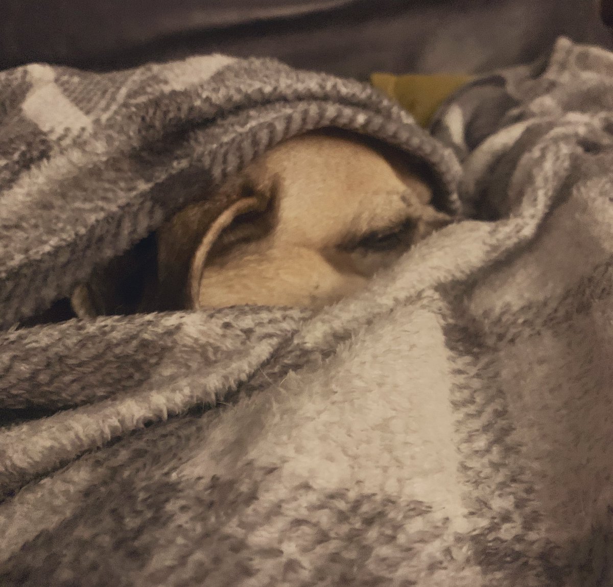 sophieRblake's tweet photo. Sofa time. She always wraps herself up in her blanket 🥰🐶 #pugglesnuggle #milly https://t.co/drkiChfBpN