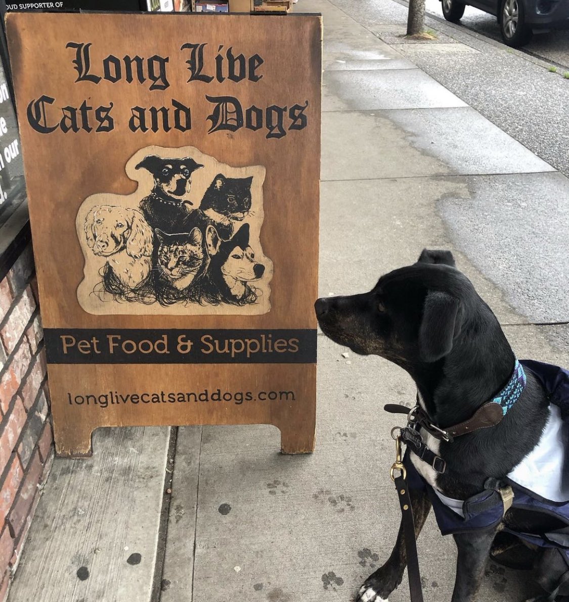 eastvillagevan's tweet image. #openwithcare to all customers with or without fur 🤪 #smallbusinessweek2020 

📸 missbilliehowliday 
📍 @LLcatsanddogs