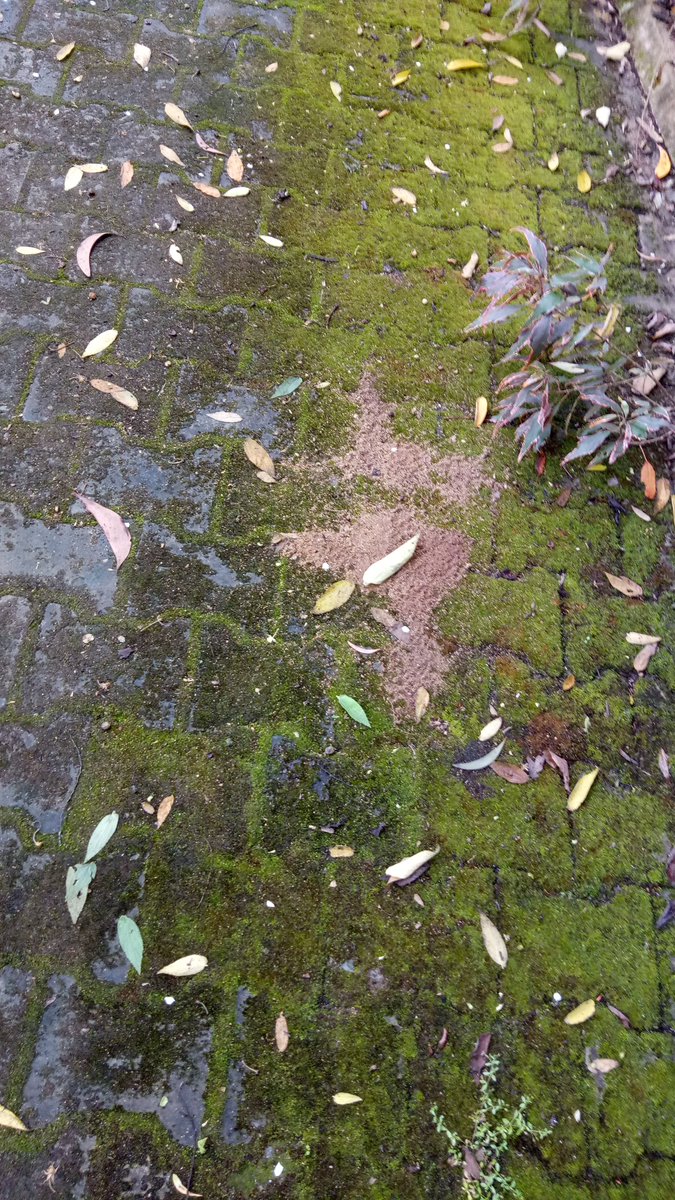 SetuveThe's tweet image. @amrutdesaibjp
 
@Tamatgarismail
 
@KonaraddiNH
 
@BelladArvind
 
@HdmcHubliDwd
  
@DC_Dharwad
  With so many politicians and Officers around, this is how Sadhanakeri Park Looks like in this Pandaemic Era, I wonder how people can stay safe from diseases around this garden😷😥