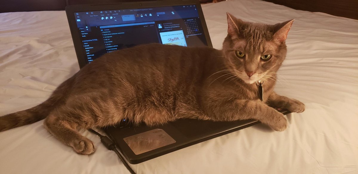 SmokeyDLee1's tweet photo. Yes my Pawpi @LeeMichaeldlee sayz I'z hiz cat tech support 😹🐾💻🔌🖨 #CatsOfTwitter #laptopcat #putercat #cattechsupport https://t.co/E3fXKDLhf5