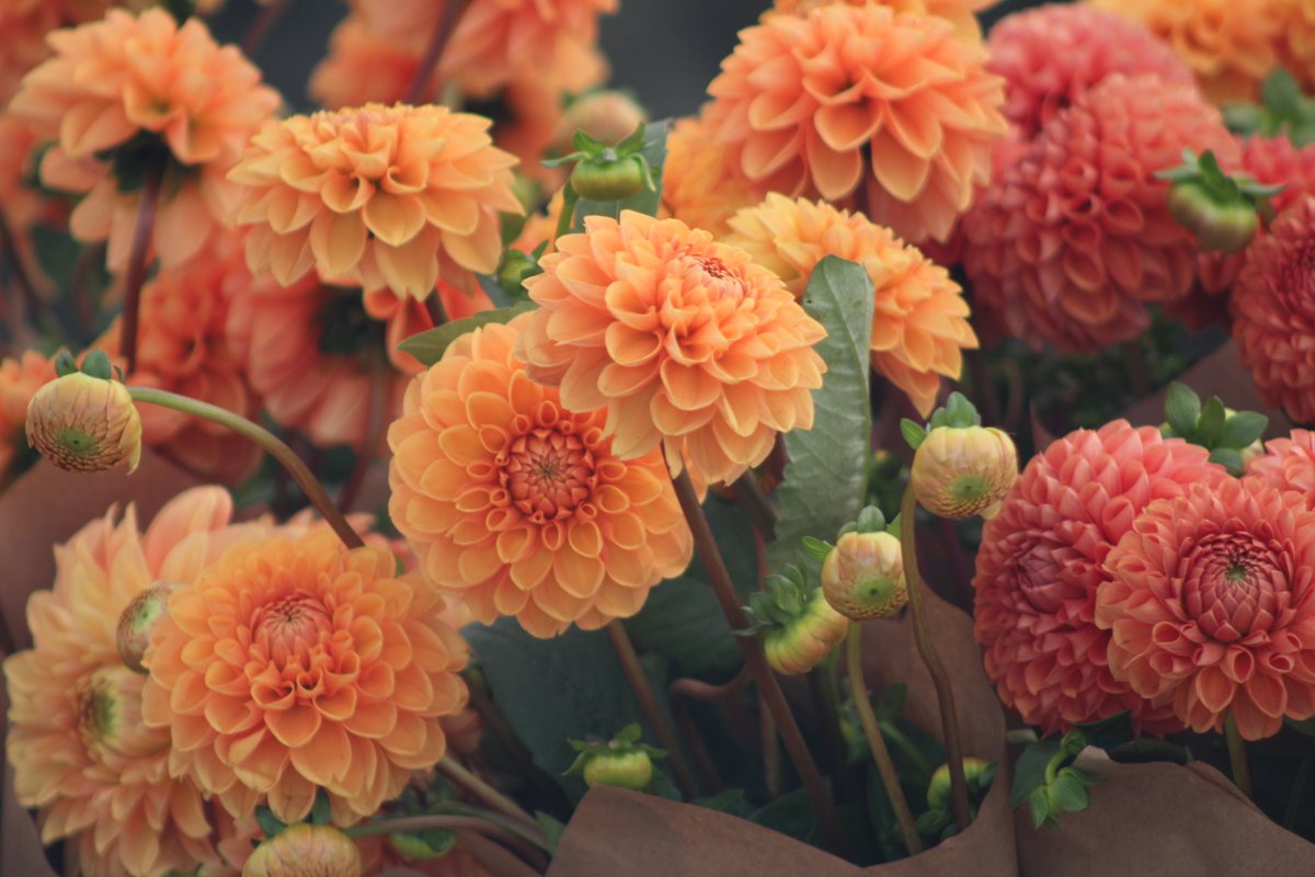 CoastalMarketRI's tweet photo. Feast Your Senses: An Autumn Cornucopia - https://t.co/ACqByXGA9k https://t.co/AkzjagnRp9