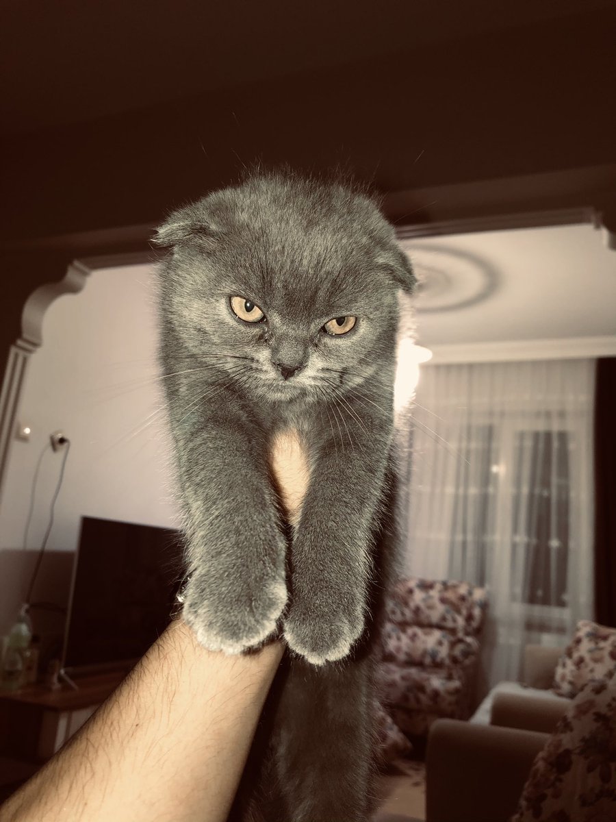 Siki taşşanı yediğim bakışlara bak bakışlara polat alemdarmısın amk sen