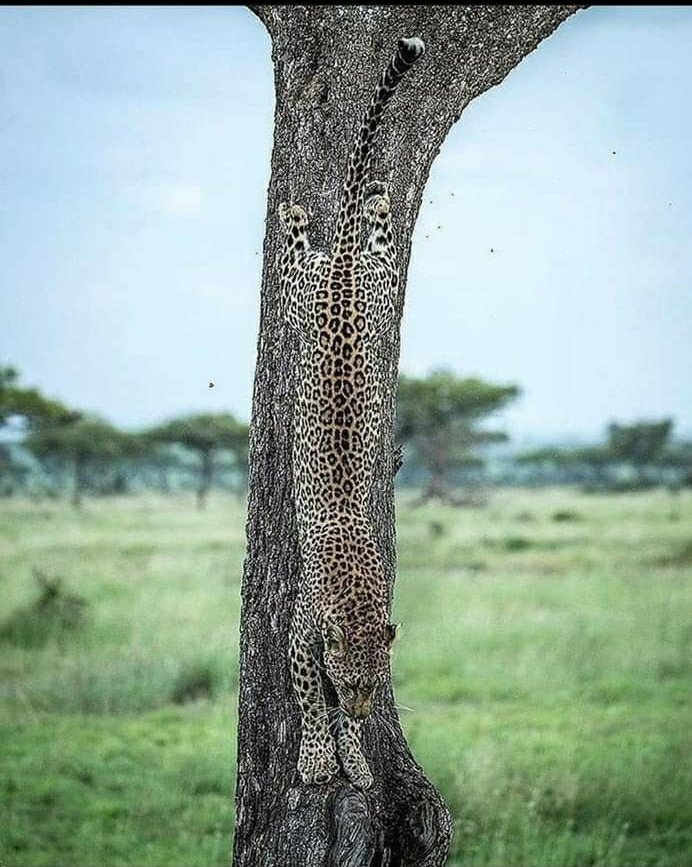 FelixUWAMUNGU's tweet photo. Beautiful image from National Geographic https://t.co/gPfMHxlNVO