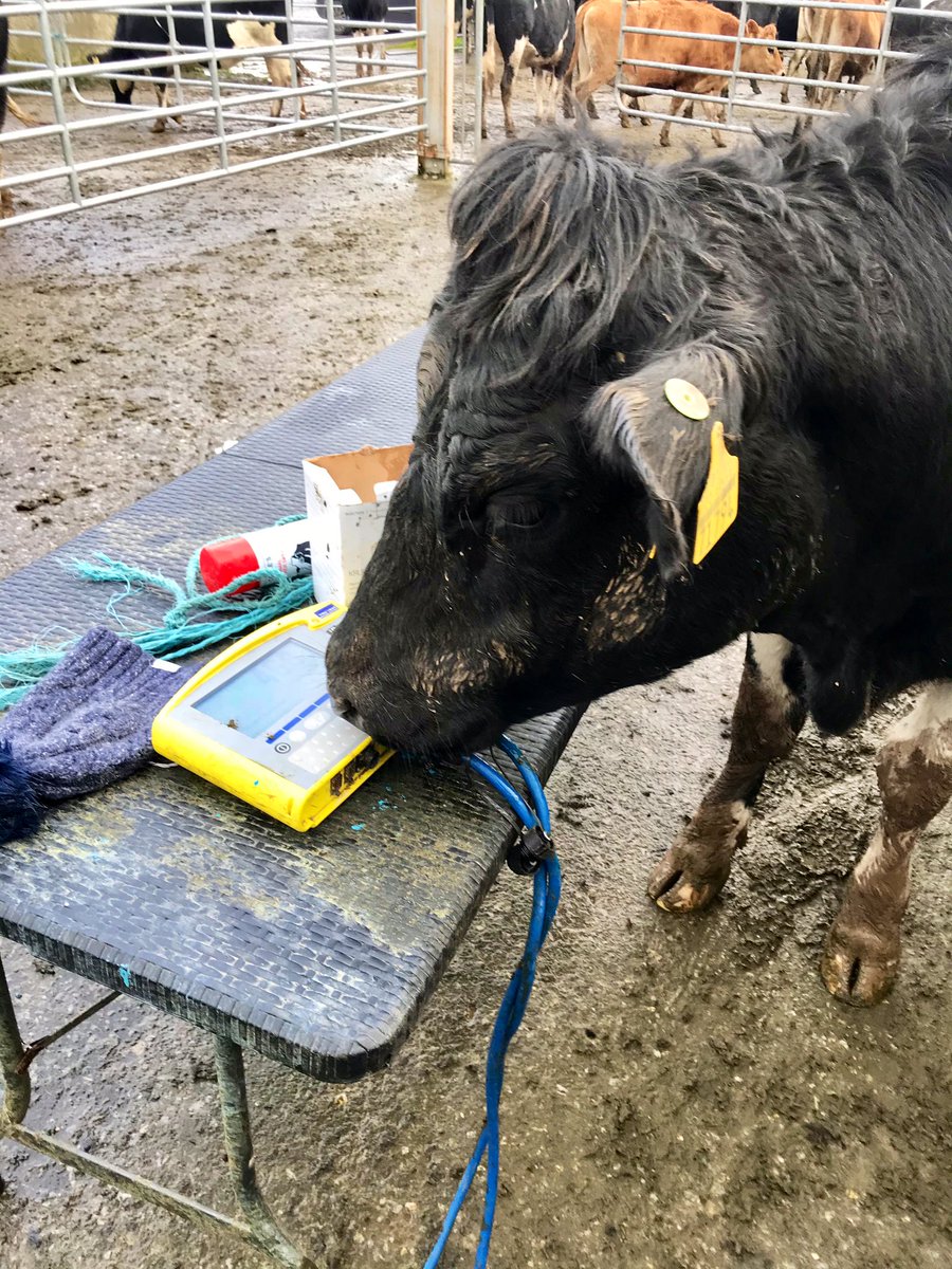 hazelcostigan's tweet photo. All hands on deck today weighing the heifers 🐄 https://t.co/2sCH6kAU4m