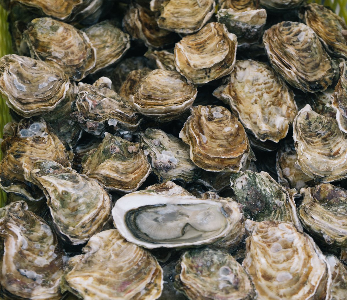 CASeaGrant's tweet photo. How will #OceanAcidification and #CoastalAcidification affect shellfish aquaculture? 

This #Funding opportunity from @SeaGrant  and @OA_NOAA will fund up to $2M in research on this issue. LOI's due Dec 15.

https://t.co/QZzsNdxGwC https://t.co/NMsWqEfpFB
