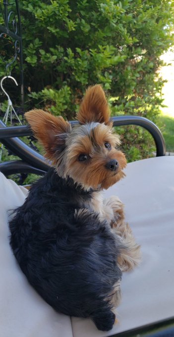 Its mr floofs 1st birthday!!!! https://t.co/Mbp5lXSqnD<a href="/tag/eplay"class="tags"><span>#eplay</span></a>