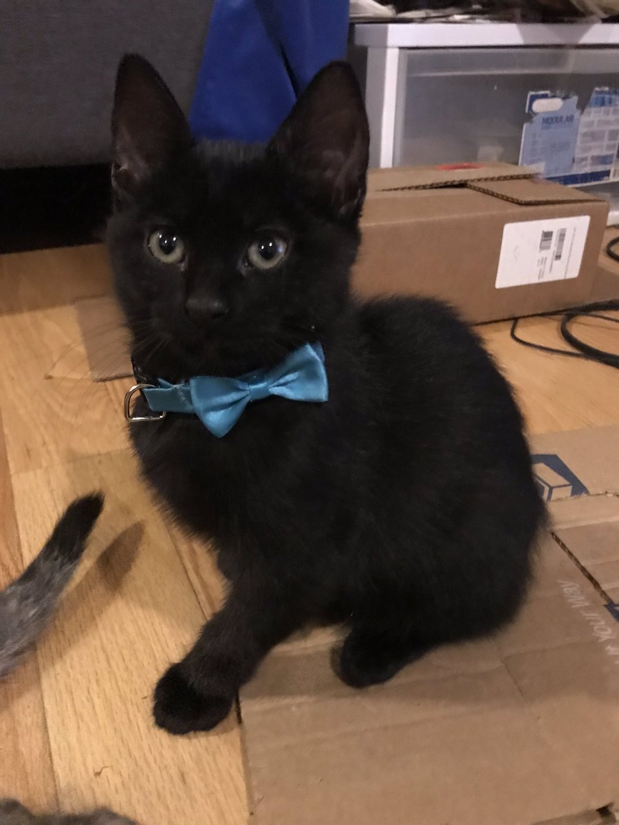 lynx_bear's tweet photo. RIVERS 1st BOW-TIE. #CatsOfTwitter #catsuits #SAVEY #FirstDates https://t.co/skmB2NSuTD