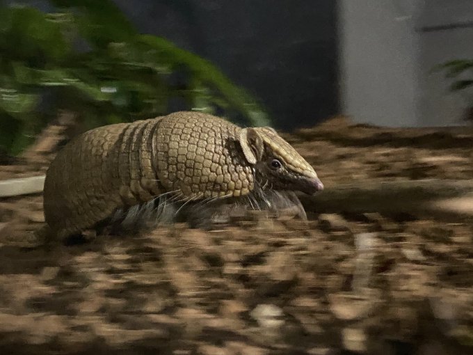 マタコミツオビアルマジロのtwitterイラスト検索結果