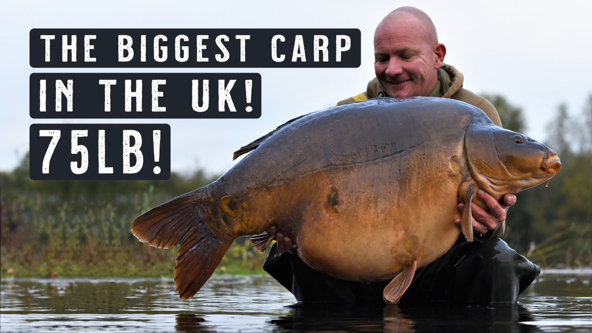 THE BIGGEST CARP IN THE UK! British Record?! 75lb Carp Fishing MONSTER! Mainline Baits Carp Fishing TV! 

youtu.be/N676MOBXe18

#MainlineBaits