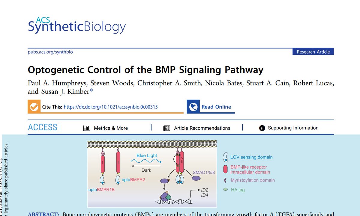 New publication from our lab, showing how to control BMP signaling using light. Great work by <a href="/paulhumphreys_5/">Paul Humphreys</a> out now at <a href="/ACSSynBio/">ACS Synthetic Bio</a>! pubs.acs.org/doi/pdf/10.102…