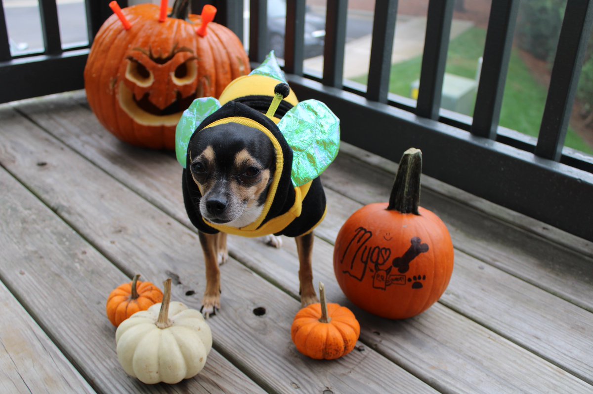 bluntsgetmelit's tweet photo. myas getting in the halloween spirit 👻🎃 https://t.co/xaTXjH6kZc