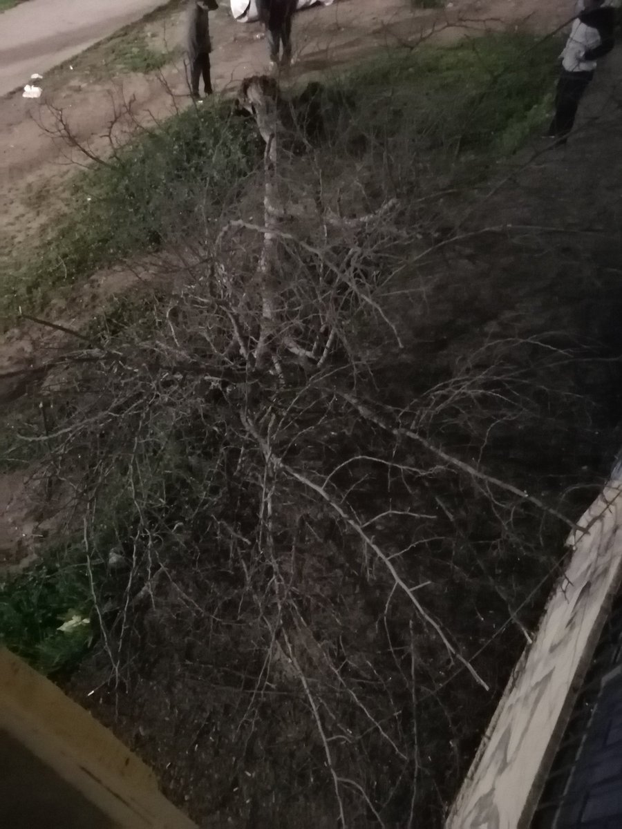 clavermar's tweet photo. @Duranbaronti Señor Alcalde, solicito su ayuda, frente a mi dpto hay un arbol completamente seco a punto de caer pudiendo causar graves consecuencias, ojala no esperemos que caiga como el que cayo hace unas semanas en la parte trasera de mi dpto. Saludos https://t.co/j2pPw9aPBg