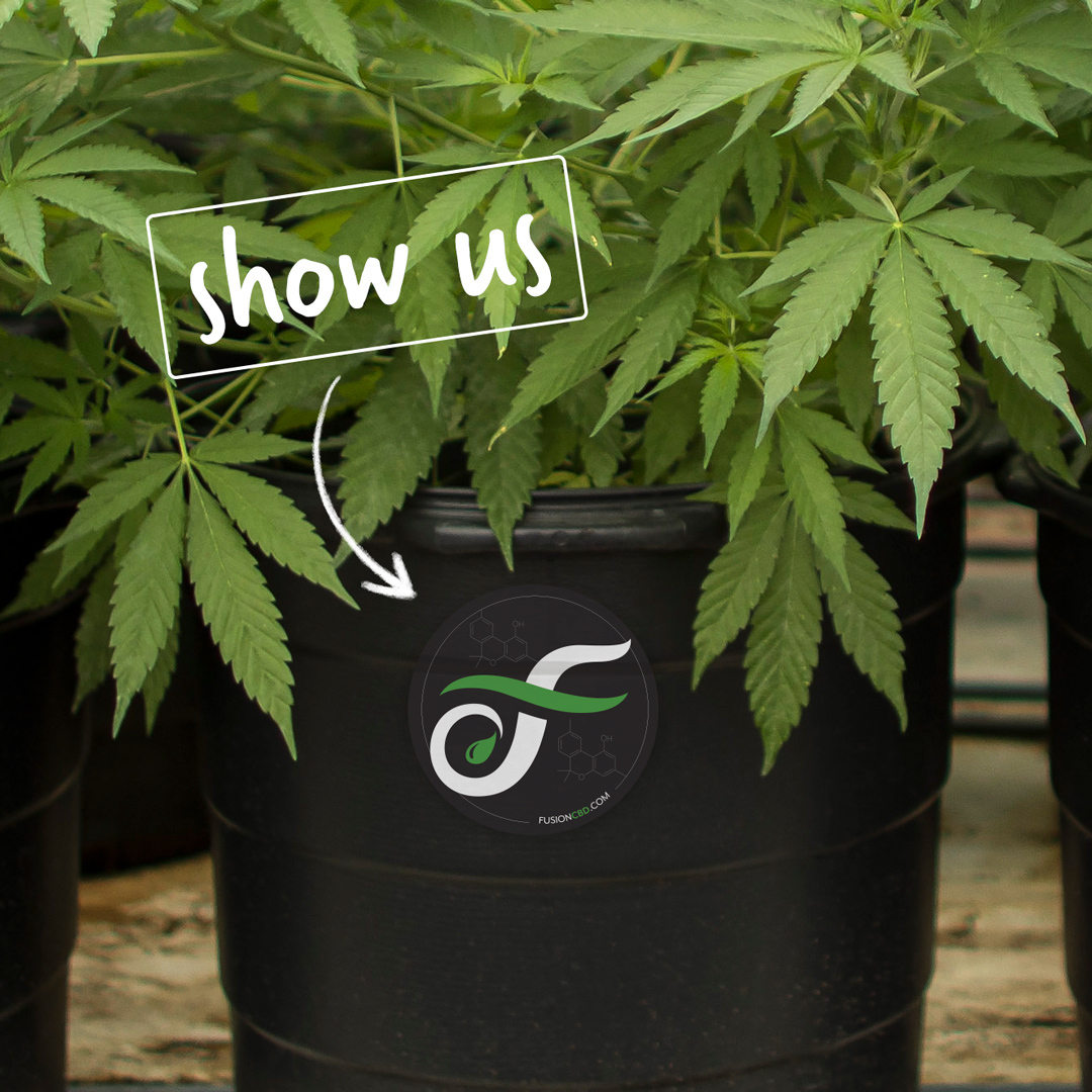 Fusion CBD tweet media