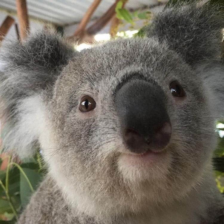 kim namjoon as koalas ; a cute thread