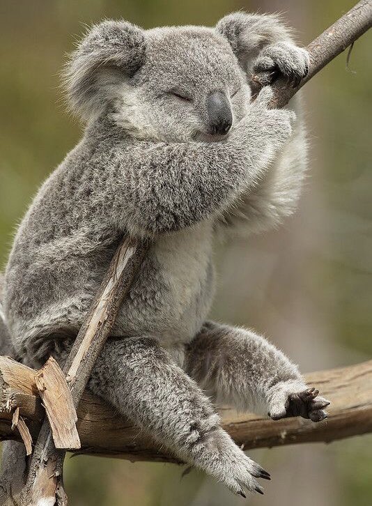 kim namjoon as koalas ; a cute thread